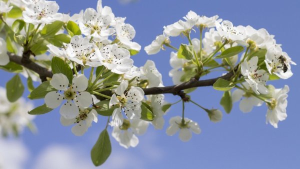 Весна яблоня в цвету