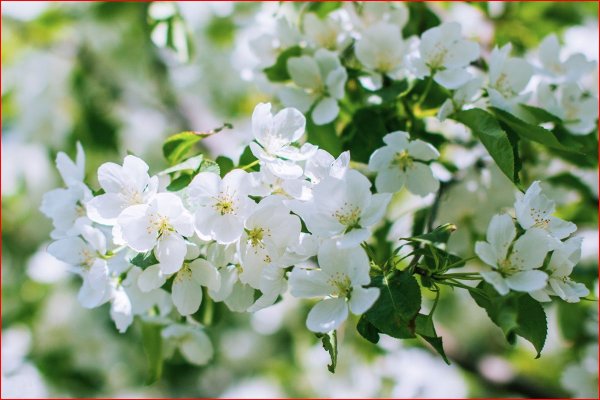 Заставка на рабочий стол Весна