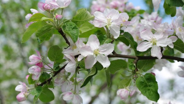 «Цветущие яблони» Клож