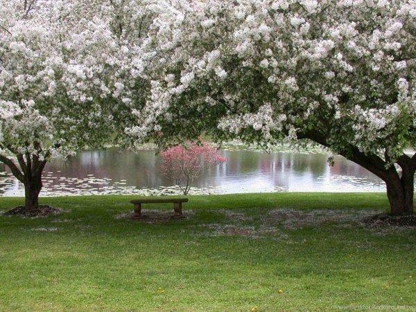 Яблоневый сад Тимирязевская