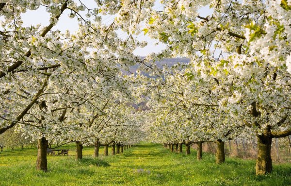 Ясная Поляна цветение яблонь