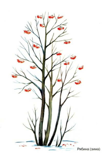 Рябина дерево рисунок (49 фото)