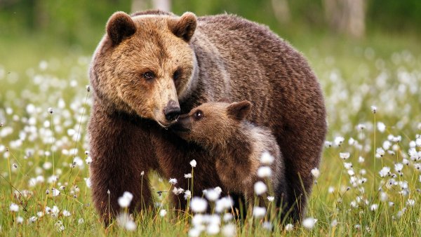 Бурый медведь с медвежатами