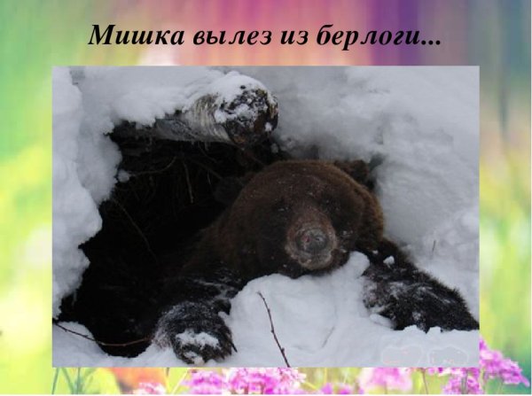 Медведь торчит из берлоги