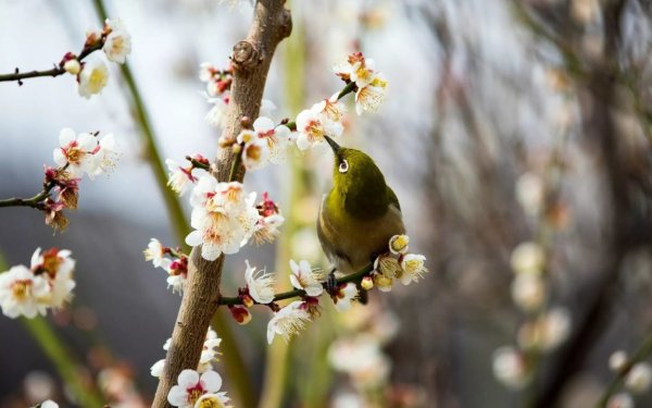 Поздняя Весна