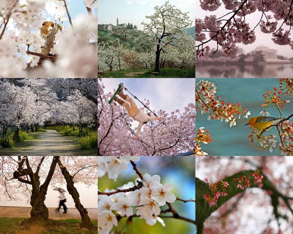 Весна ассоциации