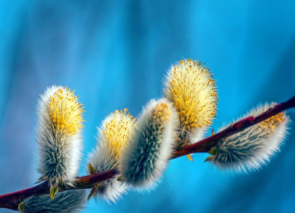 Сакура зимой