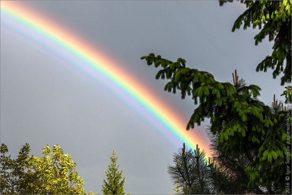 Радуга весной