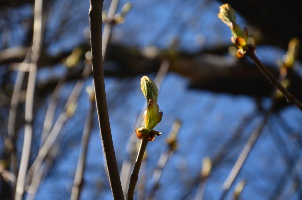Наступление весны шакибди
