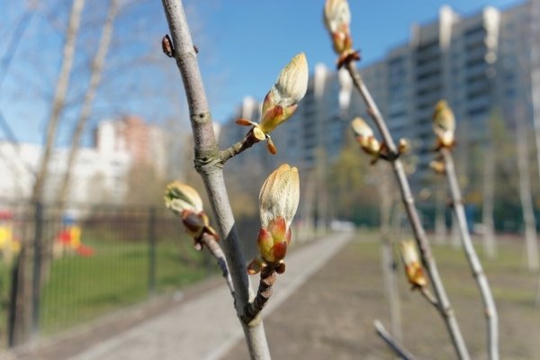 Город Нижневартовск Весна