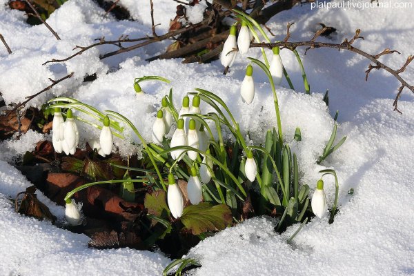 Зима мачеха подснежники