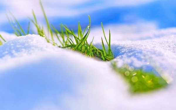 Зима подснежники