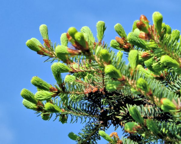 Пихта европейская