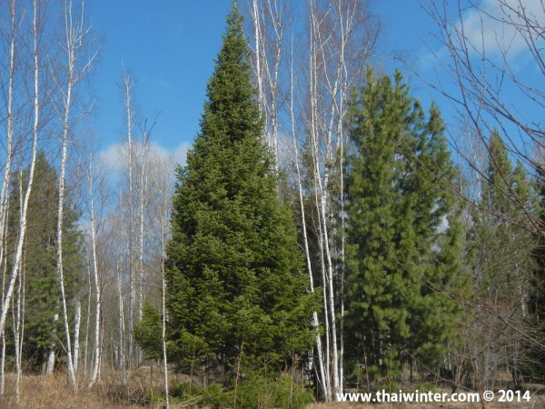 Ель обыкновенная лес Красноярск