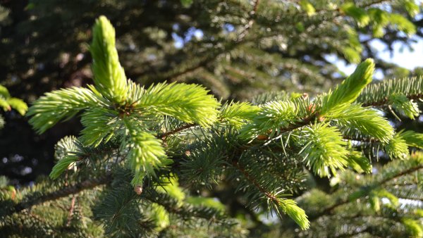 Елка дерево для детей