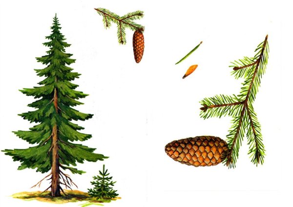 Ель для детей