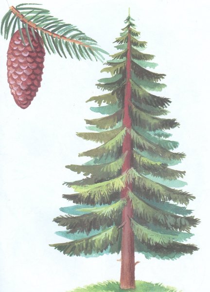 Ель пушистая Лесная