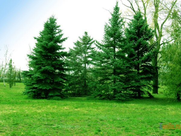 Pinus елка пихта зелено/голубая 2.7