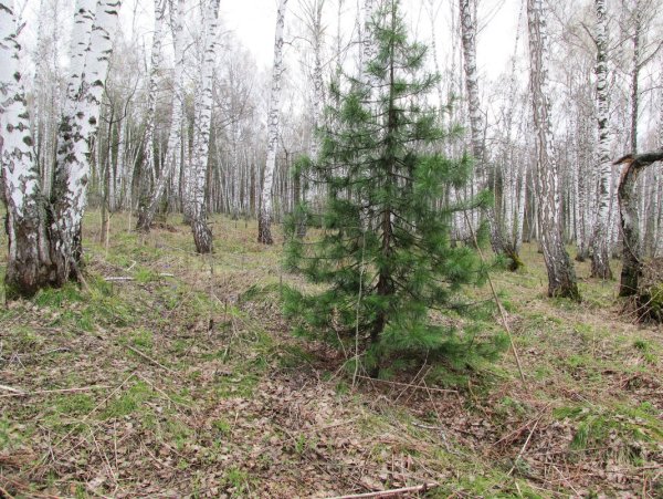 Хвойные деревья для детей дошкольного возраста