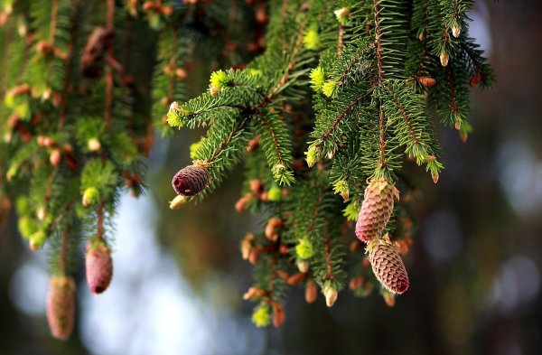 Хвойные деревья ель