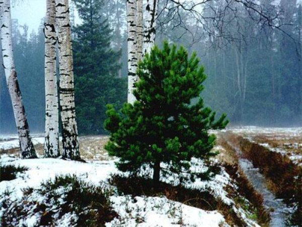 Ветка пихты с шишками