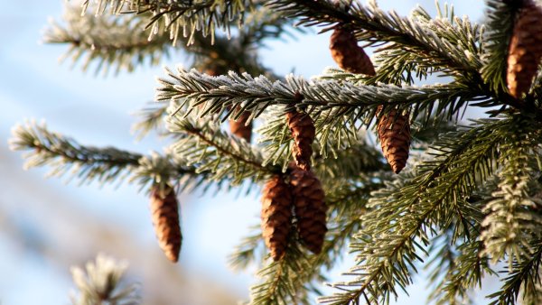 Елка дерево