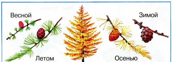 Деревья для фланелеграфа