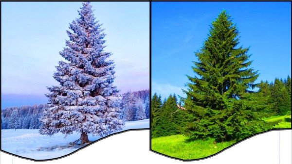 Хвоинки дерева ель обыкновенная