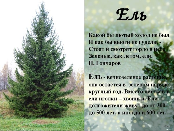 Maxy Poland Элиза заснеженная 1.5