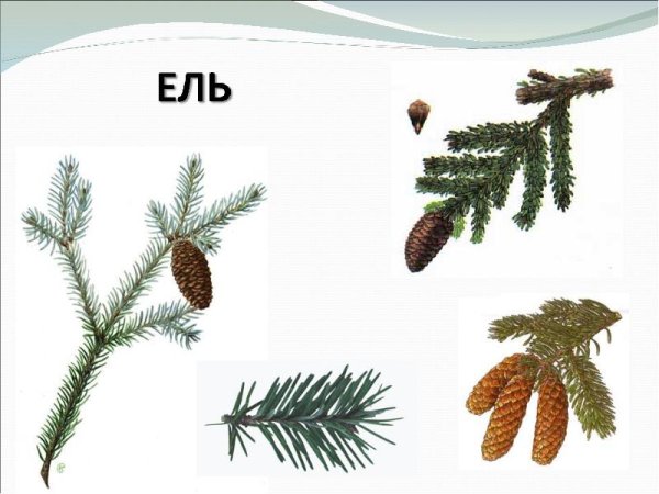 Сосна шишки и хвоинки