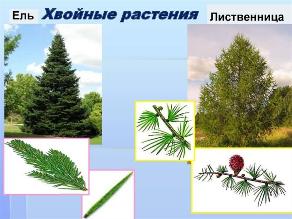 Ель елка сосна пихта