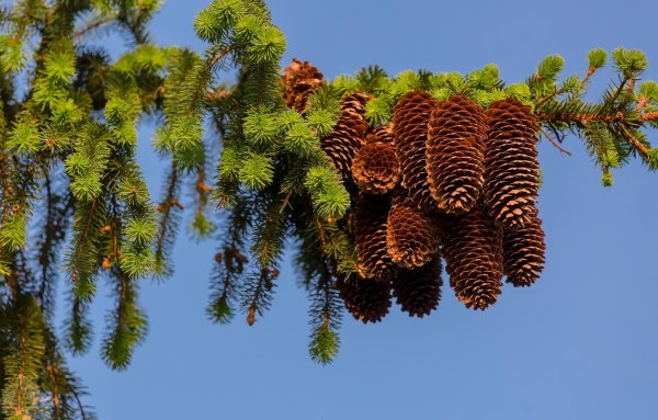 Пихта Уральская