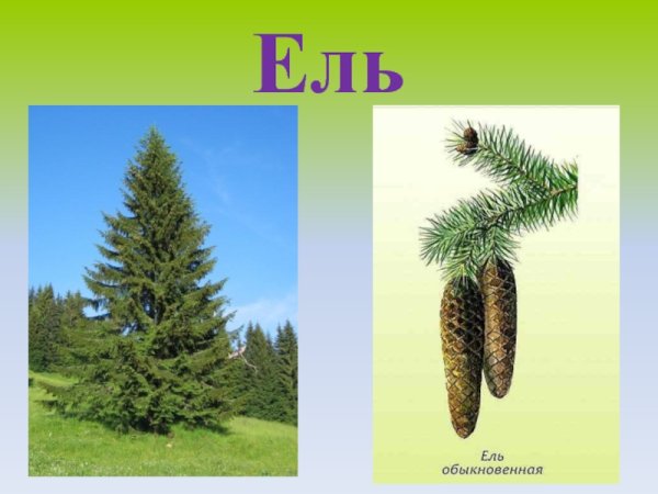 Елка в лесу