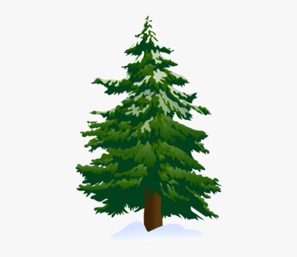 Елка весной