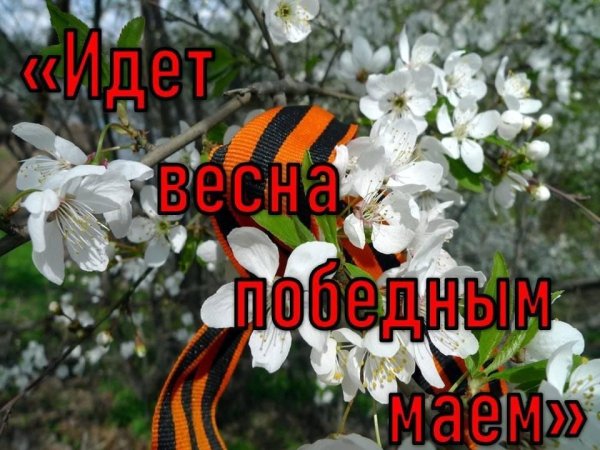 Яблоня с георгиевской лентой