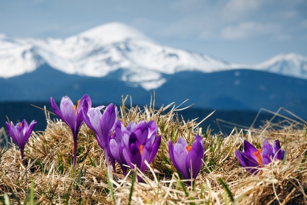 Крокусы Карпаты