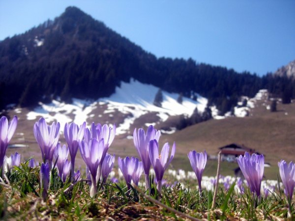 Подснежники Заилийский Алатау