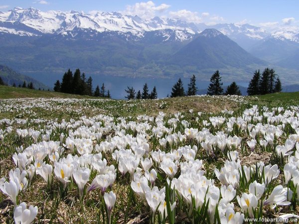 Альпийские Луга Кавказа . Эдельвейс