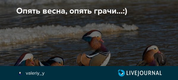 Опять Весна опять Грачи