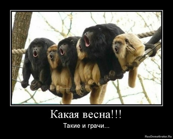 Обезьяна демотиватор