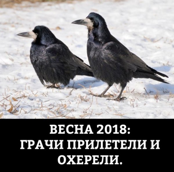Грачи прилетели прикол