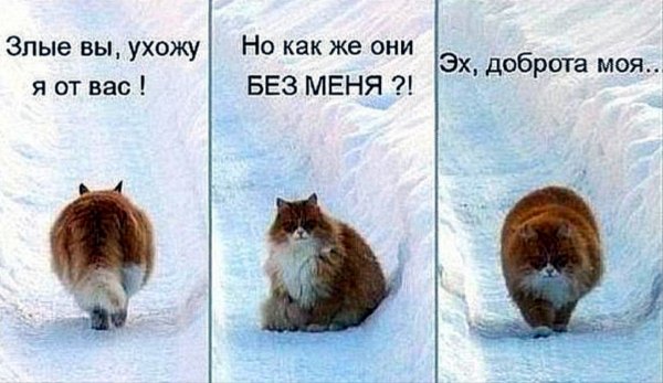 Злые вы уйду я от вас кот