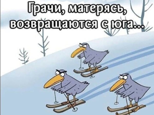 Шо опять волк