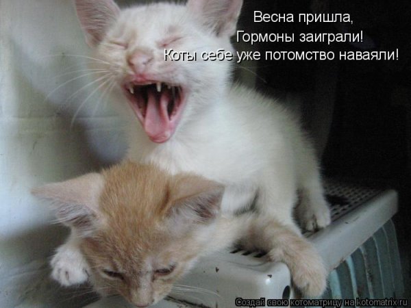 Кот на лавке