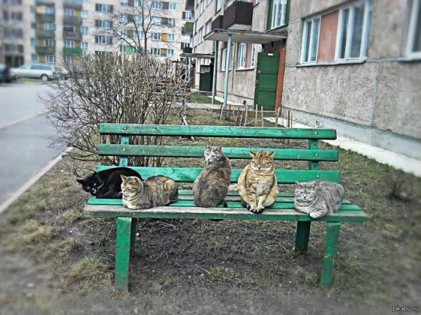 Опять Весна опять Грачи картинки прикольные