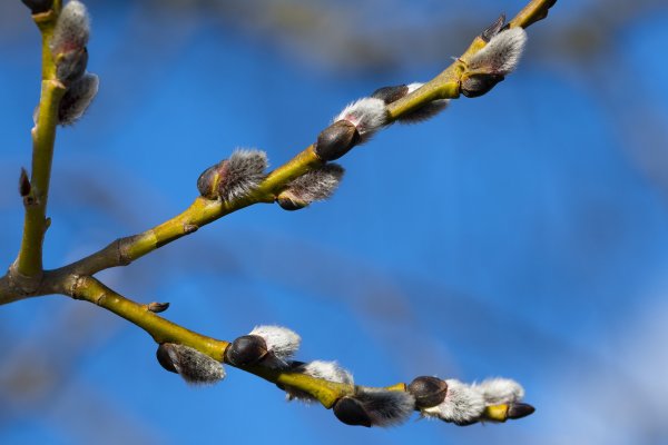 Почки на деревьях весной