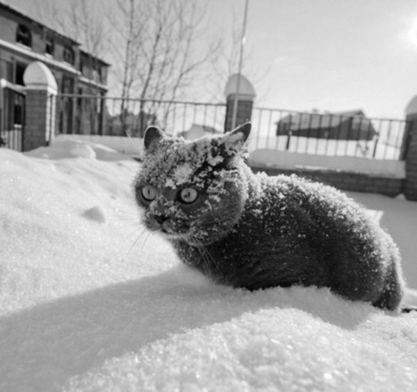 Кот замерз