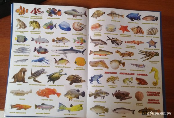Обитатели рек и озер для детей