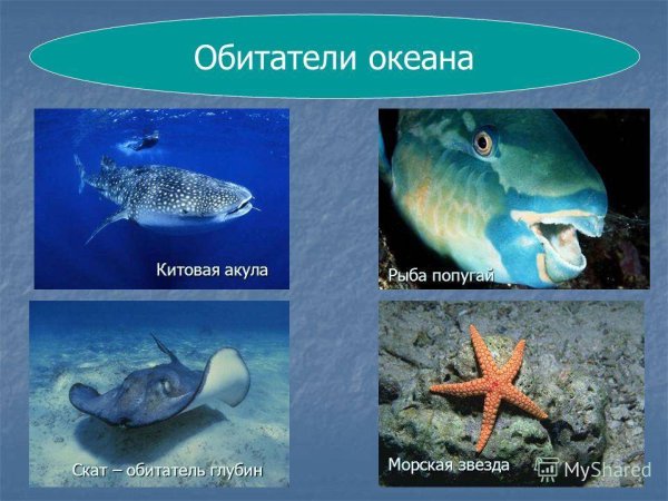 Морская рыба названия