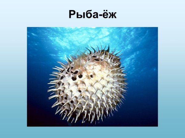 Морские обитатели